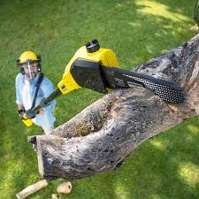 Professional Tree Services in Riverbend, WA